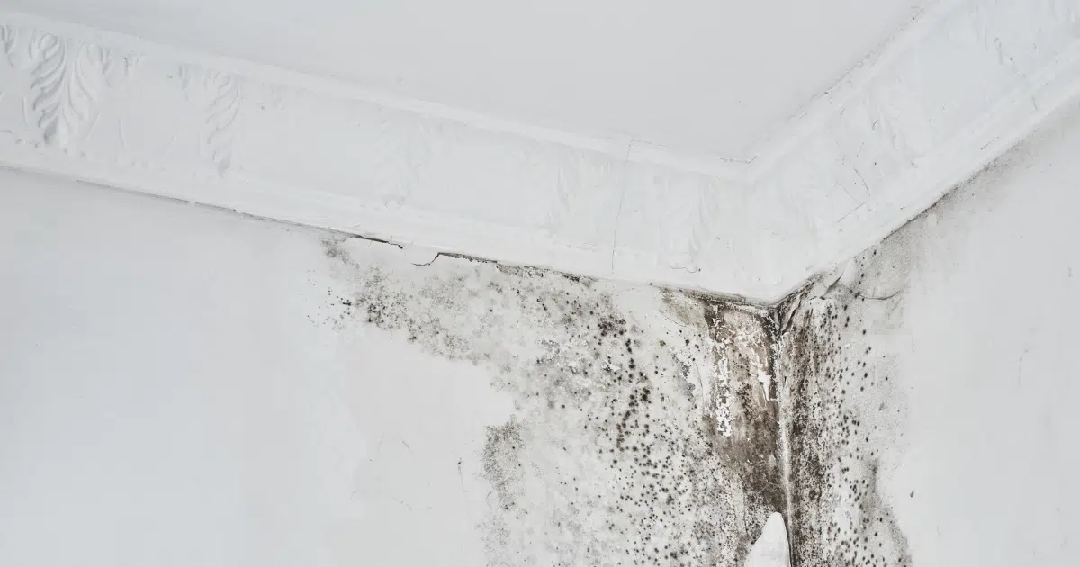 What Causes Roof Leaks (And How to Find Them Before They Get Worse)